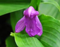 Roscoea australis